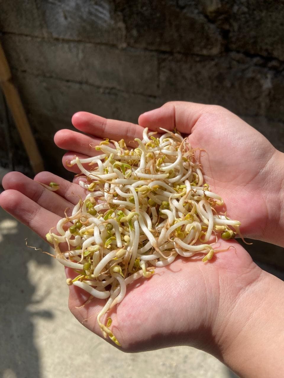 Kecambah