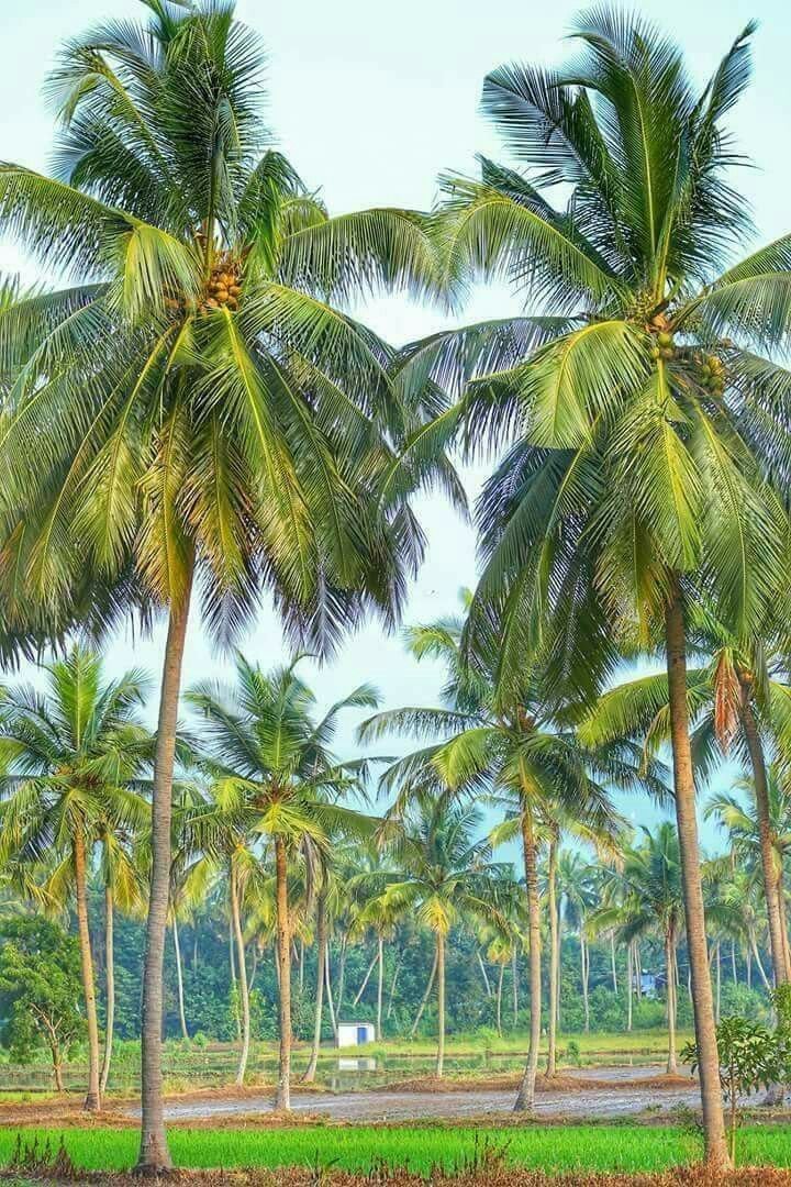 Pohon Kelapa