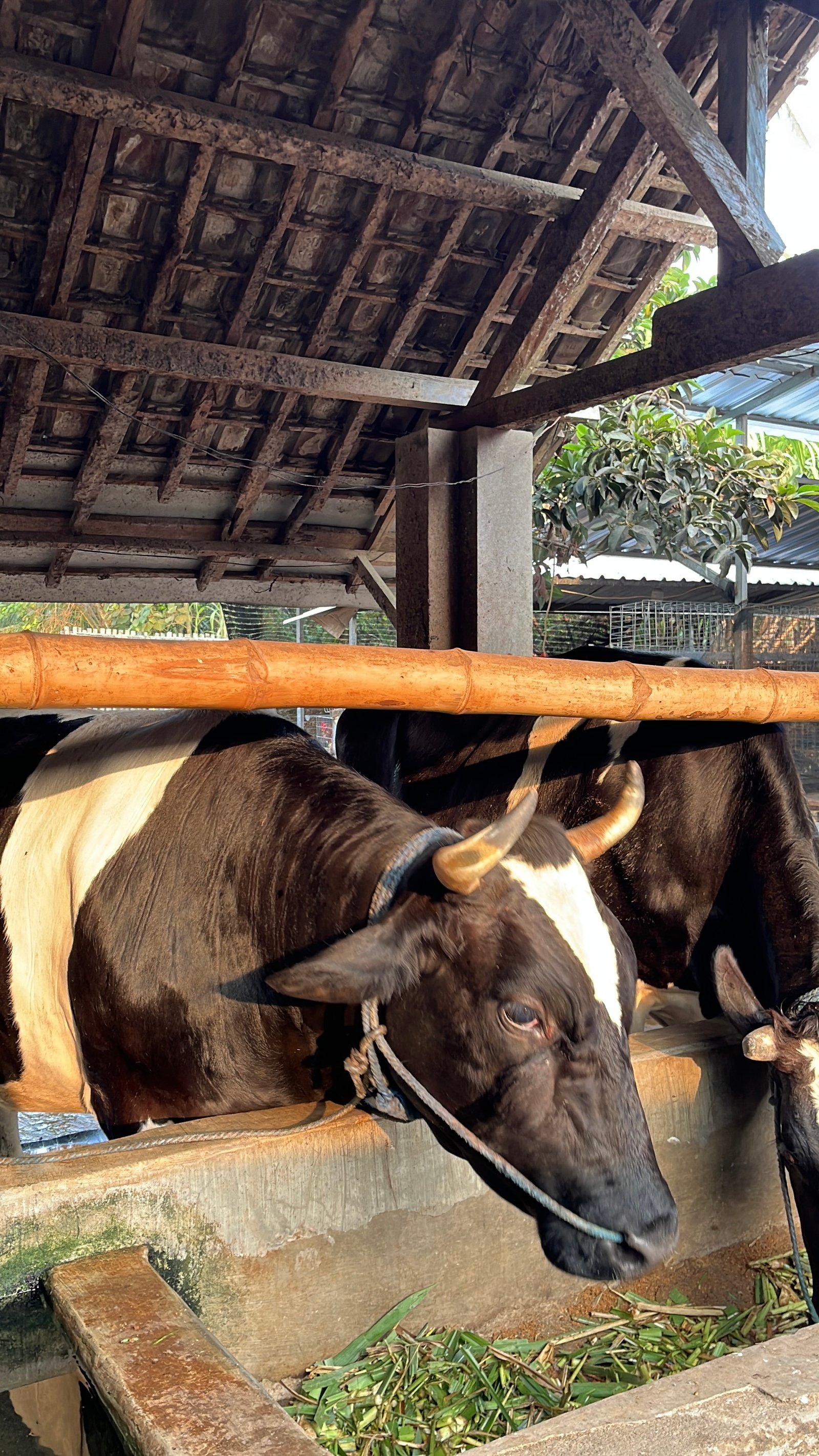 Sapi Perah